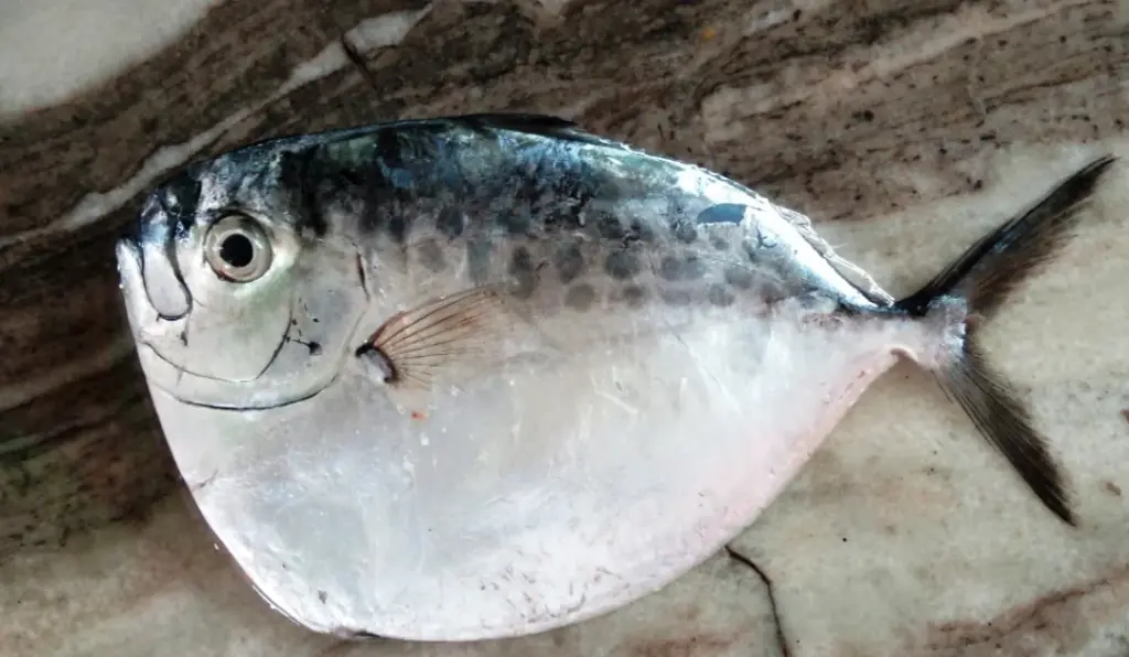 Aana Chavitti (ആന ചവിട്ടി) 500 Gm