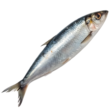Sardine 1 kg