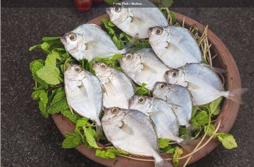 Mullan fish (മുള്ളൻ മീൻ ) 500 Gm