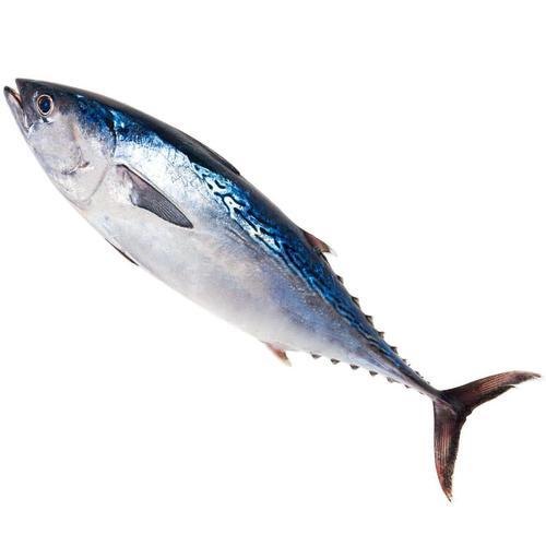 Sootha Fish (സൂത മീൻ) 500 Gm