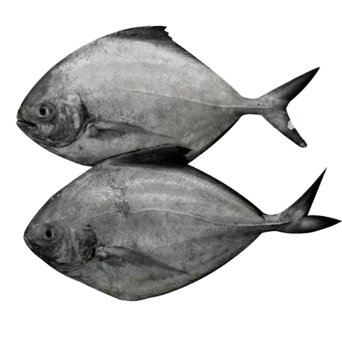 Avoli Cleaned (ആവോലി) 500 Gm