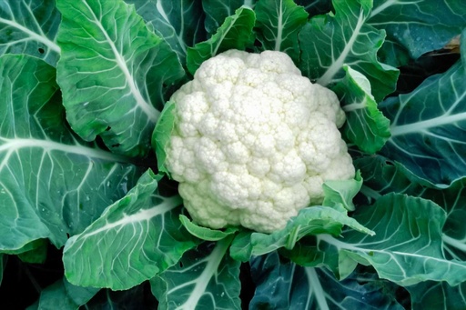 Cauliflower (ക്വാളിഫ്ലവർ) 1 Kg